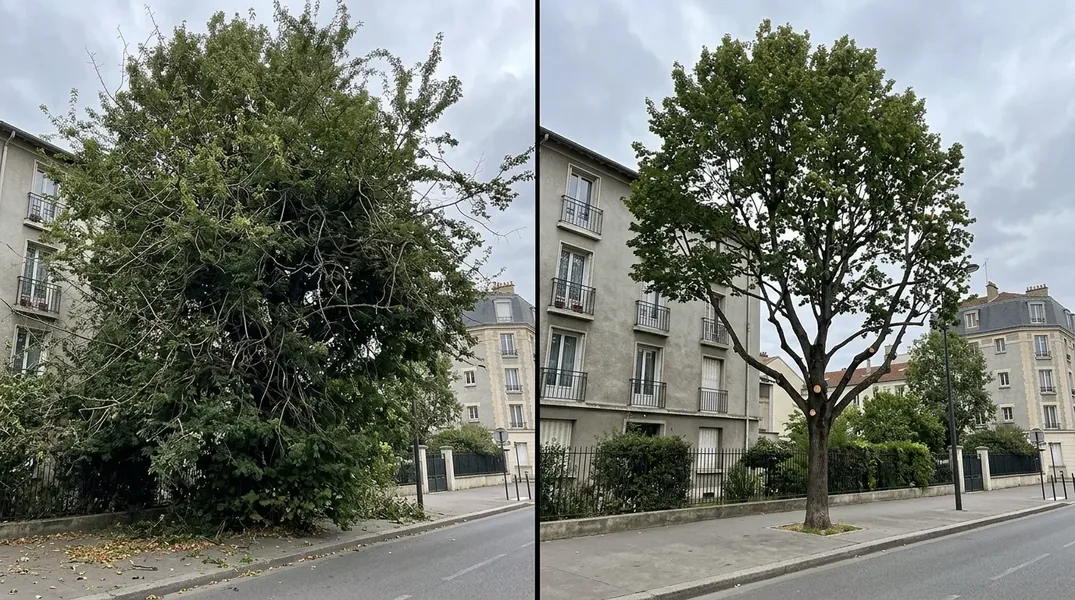 Peuplier malade en bord de Sarthe : comment reconnaître un arbre dangereux ?