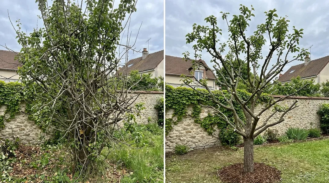 Taille des arbres fruitiers en Sarthe : le bon calendrier selon le climat local